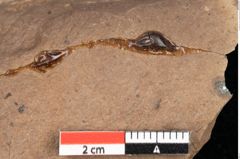Foto (Detailsansicht) von Quercus palaeoilex Ettingshausen (NHMW-GEO-2024-0188-0827)
